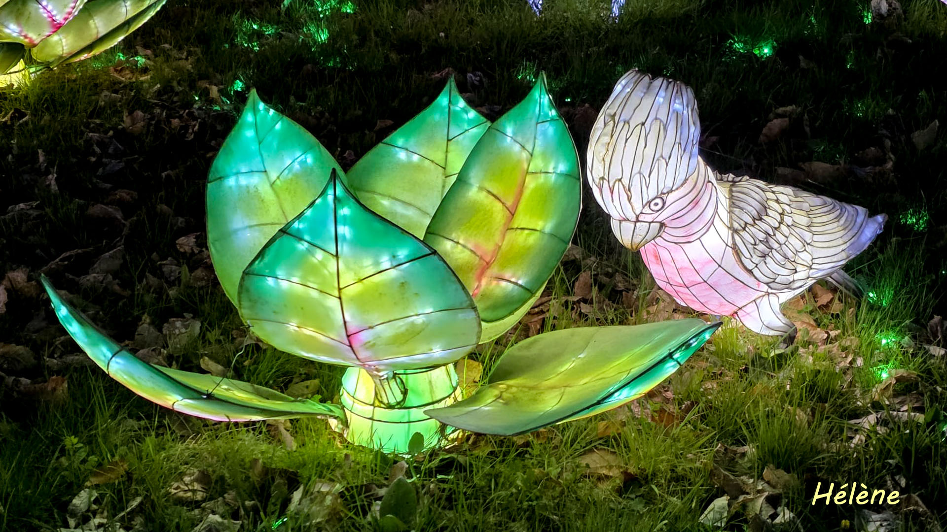 THOIRY -Illumination ,  Lumières sauvages 2025-2026